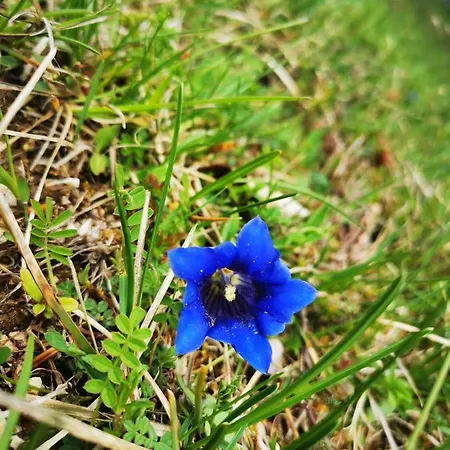 Haus Gamssprung Apartamento *