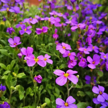 Haus Gamssprung Daire *