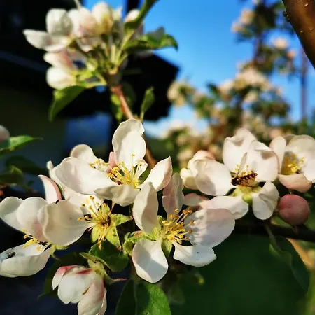 Apartamento Haus Gamssprung *
