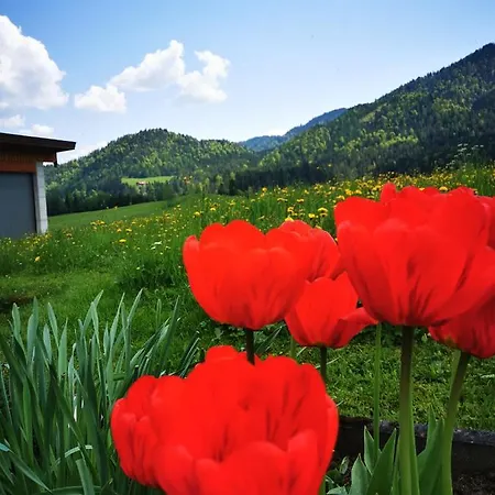 Apartamento Haus Gamssprung *