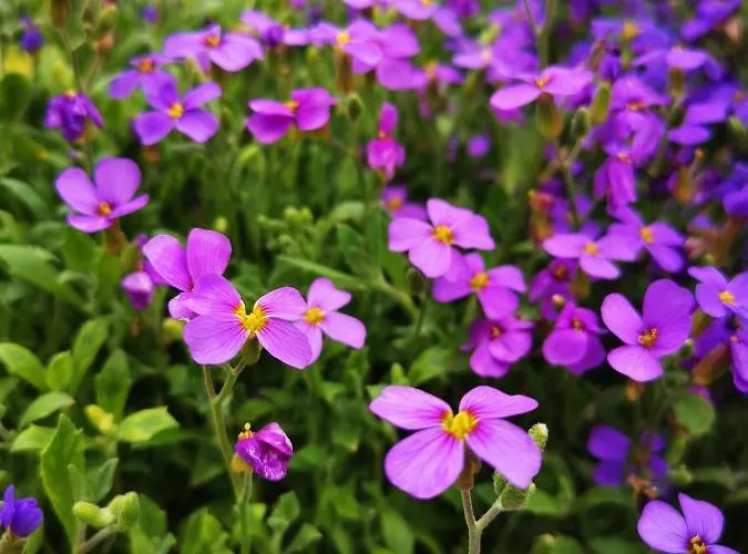 Haus Gamssprung Apartmán *