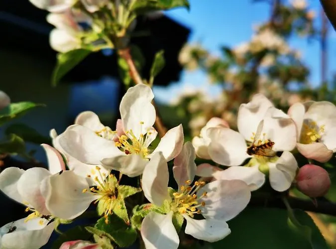 Appartement Haus Gamssprung *